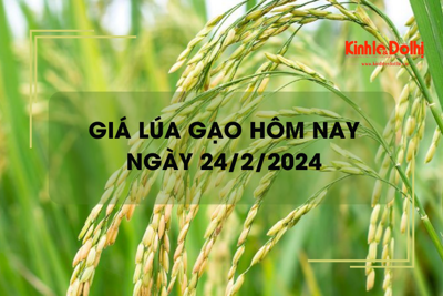 Giá lúa gạo hôm nay 24/2/2024: Giá lúa tiếp đà giảm mạnh 