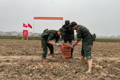 Huyện Sóc Sơn: Chiến sĩ xuống đồng thu hoạch khoai tây cùng nông dân