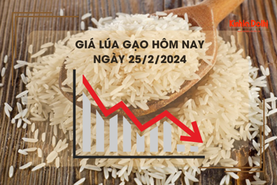 Giá lúa gạo hôm nay 25/2/2024: Giá gạo xuất khẩu giảm mạnh 