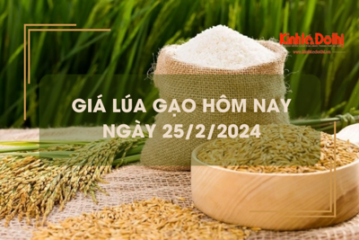 Giá lúa gạo hôm nay 26/2/2024: Duy trì ổn định