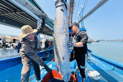 Nhiều tàu câu cá ngừ thất thu phiên biển xuyên Tết