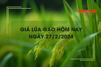 Giá lúa gạo hôm nay 27/2/2024: Gạo nguyên liệu xuất khẩu tăng nhẹ 