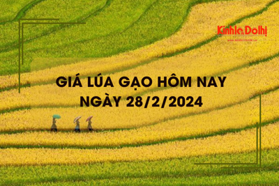 Giá lúa gạo hôm nay 28/2/2024: Giá lúa tăng nhẹ, giá gạo chững