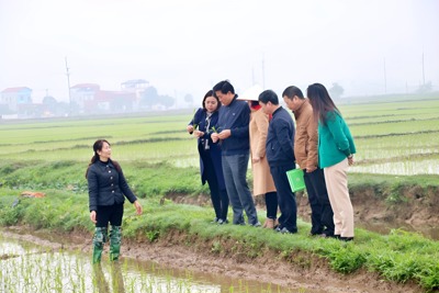 Hà Nội hoàn thành gieo cấy lúa Xuân trong khung thời vụ tốt nhất