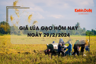 Giá lúa gạo hôm nay 29/2/2024: Giá lúa đồng loạt tăng, giá gạo chững