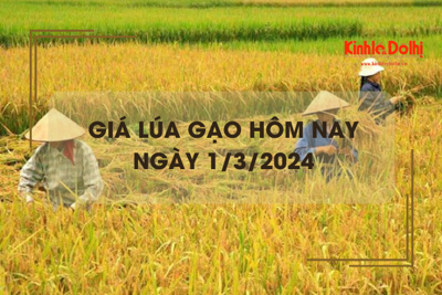 Giá lúa gạo hôm nay 1/3/2024: Biến động không đồng nhất