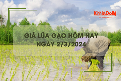 Giá lúa gạo hôm nay 2/3/2024: Giá lúa giảm nhẹ, giá gạo chững