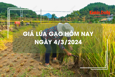 Giá lúa gạo hôm nay 4/3/2024: Duy trì ổn định