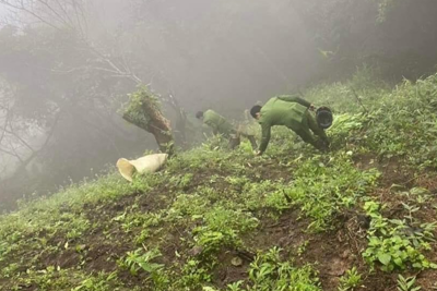 Lào Cai: Triệt phá điểm trồng hơn 500 cây thuốc phiện trong rừng sâu