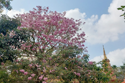 Chiêm ngưỡng những cây kèn hồng hơn 50 tuổi ở Sóc Trăng