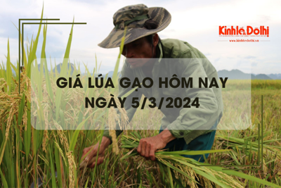 Giá lúa gạo hôm nay 5/3/2024: Đồng loạt chững giá