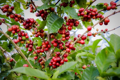 Giá cà phê hôm nay 5/3: Tiếp tục tăng mạnh vượt 87.000 đồng/kg
