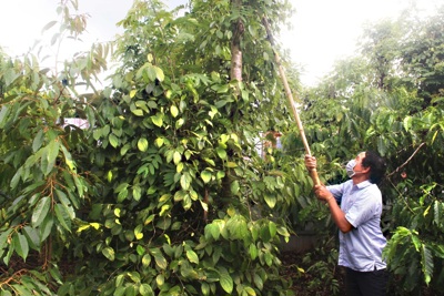 Giá tiêu hôm nay 6/3: Giá tiêu hầu hết các quốc gia đều tăng