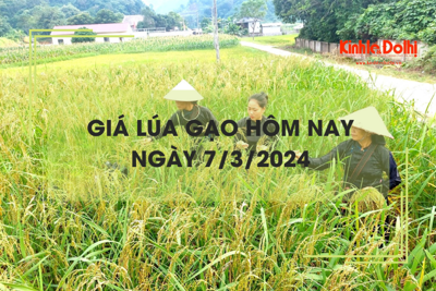 Giá lúa gạo hôm nay 7/3/2024: Giá lúa trong nước và gạo xuất khẩu tăng 