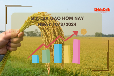 Giá lúa gạo hôm nay 10/3/2024: Giá lúa chững, giá gạo tiếp tục tăng nhẹ