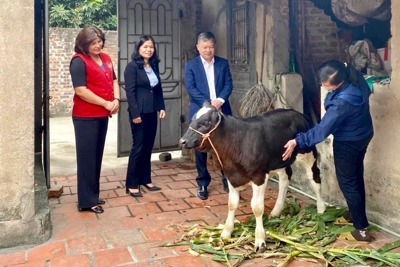 Huyện Sóc Sơn: Trao bò sinh sản hỗ trợ gia đình có hoàn cảnh khó khăn