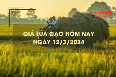 Giá lúa gạo hôm nay 12/3/2024: Tiếp tục chững giá