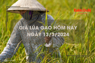 Giá lúa gạo hôm nay 13/3/2024: Giá gạo biến động trái chiều 