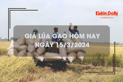 Giá lúa gạo hôm nay 15/3/2024: Duy trì ổn định 