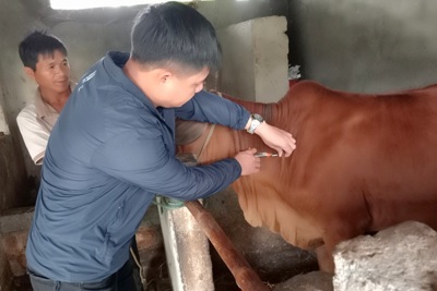 Hà Tĩnh: Khẩn trương khống chế dịch bệnh viêm da nổi cục trâu bò