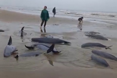 Hà Tĩnh: Ngư dân thả đàn cá heo mắc lưới về biển