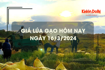 Giá lúa gạo hôm nay 16/3/2024: Tiếp tục chững giá 