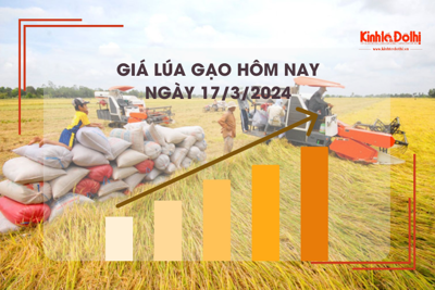 Giá lúa gạo hôm nay 17/3/2024: Duy trì đà đi ngang