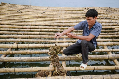 Quảng Bình: Nuôi hàu đại dương, hướng phát triển kinh tế ở vùng cửa sông Gianh