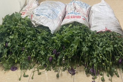 Lào Cai: Triệt phá vườn thuốc phiện ngụy trang thành rau cải