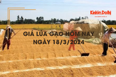 Giá lúa gạo hôm nay 18/3/2024: Kéo dài đà chững giá 