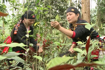 Hà Nội hỗ trợ đồng bào vùng dân tộc phát triển sản xuất nông nghiệp