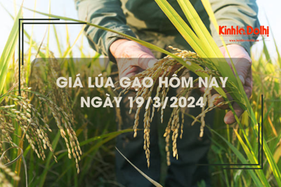 Giá lúa gạo hôm nay 19/3/2024: Thị trường giao dịch sôi động 