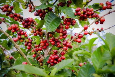 Giá cà phê hôm nay 19/3: Robusta tăng tiếp, trong nước đồng loạt vượt 93.000 đồng/kg