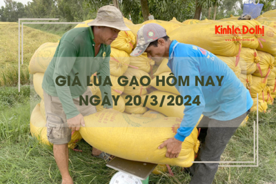 Giá lúa gạo hôm nay 20/3/2024: Giá gạo giảm 100 - 250 đồng/kg.