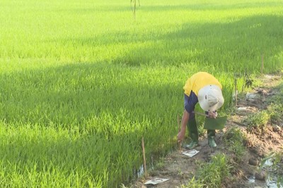 Quảng Ngãi: Chuột hoành hành trên đồng lúa