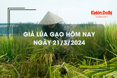 Giá lúa gạo hôm nay 21/3/2024: Giảm nhẹ 50 - 150 đồng/kg 