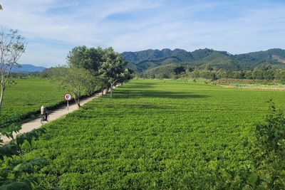 Hà Tĩnh: Cấp hơn 30 tỷ đồng phát triển nông nghiệp, nông thôn