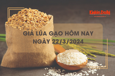 Giá lúa gạo hôm nay 22/3/2024: Giá gạo tiếp tục giảm nhẹ 