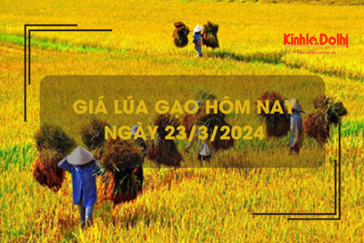 Giá lúa gạo hôm nay 23/3/2024: Đồng loạt giảm 100 - 300 đồng/kg