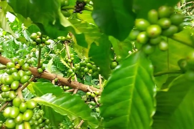 Giá cà phê hôm nay 23/3: Brazil vào vụ thu hoạch, giá Robusta liệu có hạ?