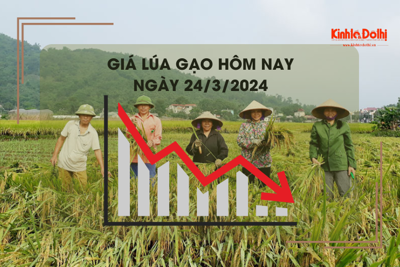 Giá lúa gạo hôm nay 24/3/2024: Tiếp tục giảm nhẹ 50 - 200 đồng/kg