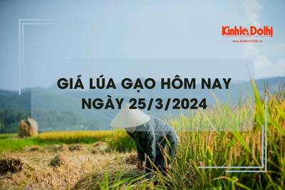 Giá lúa gạo hôm nay 25/3/2024: Giá gạo, cám giảm nhẹ 50 - 100 đồng/kg