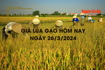 Giá lúa gạo hôm nay 26/3/2024: Giá gạo bật tăng 50 - 300 đồng/kg