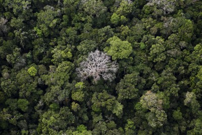 Brazil và Pháp hợp tác bảo vệ rừng nhiệt đới Amazon