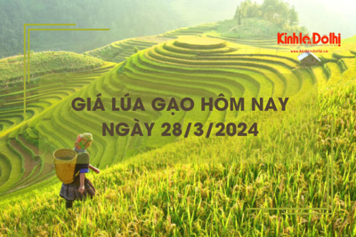 Giá lúa gạo hôm nay 28/3/2024: Giá lúa giảm nhẹ 100 đồng/kg