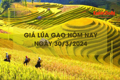 Giá lúa gạo hôm nay 30/3/2024: Giá lúa nếp tươi giảm 300 đồng/kg