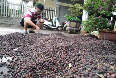 Mục tiêu xuất khẩu cà phê đạt 5 tỷ USD không khó nhưng phải bền vững