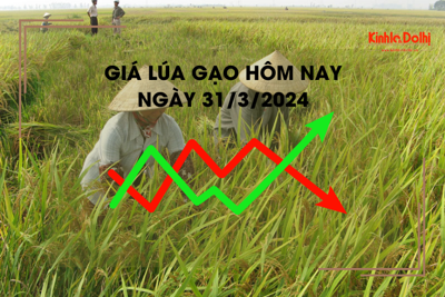 Giá lúa gạo hôm nay 31/3/2024: Giá gạo tăng giảm trái chiều