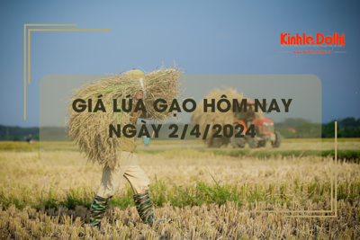 Giá lúa gạo hôm nay 2/4/2024: giá gạo bật tăng 100 - 500 đồng/kg