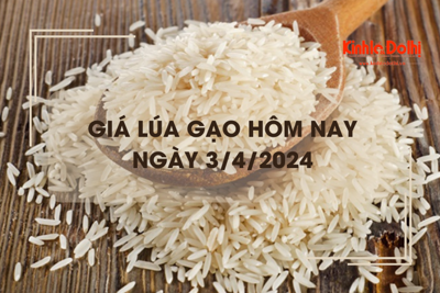 Giá lúa gạo hôm nay 3/4/2024: giá gạo tăng nhẹ